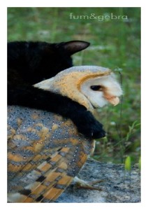 fum and gebra adjusted large